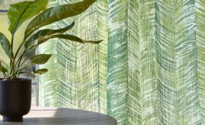 Viewing Zamiifolia by Villa Nova