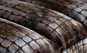 Viewing Tobia by Zinc